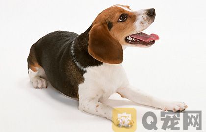 狗狗指甲的修剪和護(hù)理？